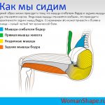 Анатомия тела в сидячем положении