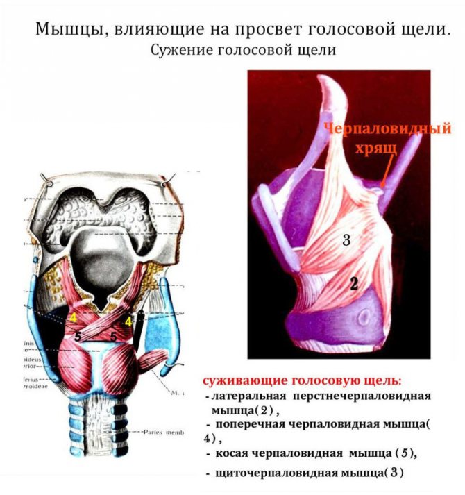 Анатомия Уджаи