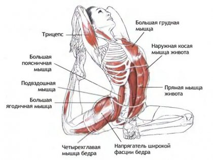Йога и мышцы