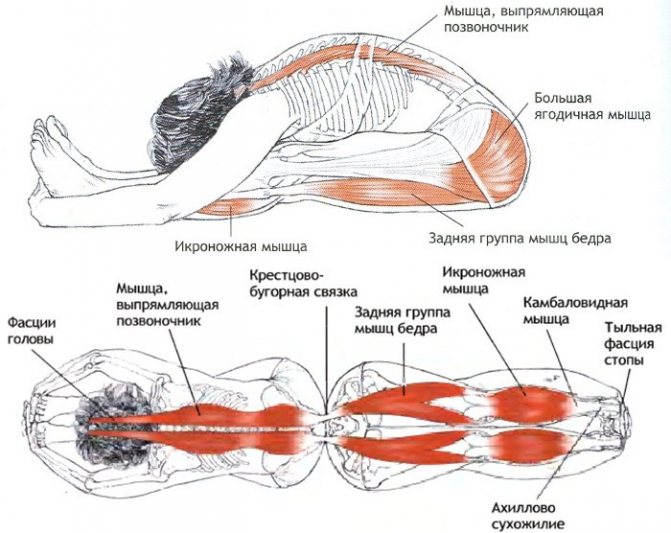 Мышцы при пашчимоттанасане