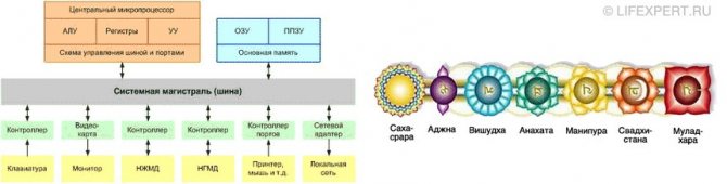 Расположение чакр на «системной магистрали»