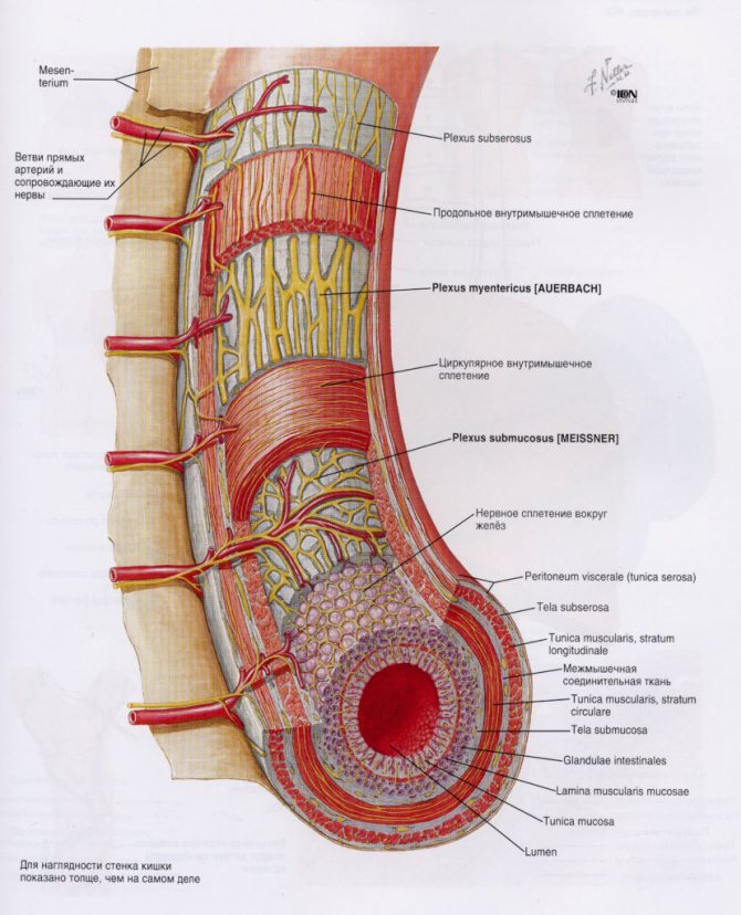 Схематическое изображение подслизистого и подмышечного нервных сплетений кишечника (МНС)