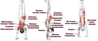 Вертикальные отжимания работающие мышцы