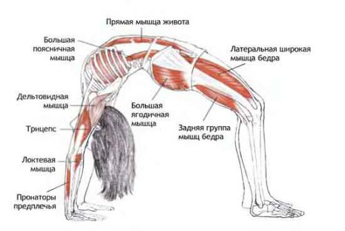 Ардха чакрасана поза. Урдхва Дханурасана — Поза перевернутого лука