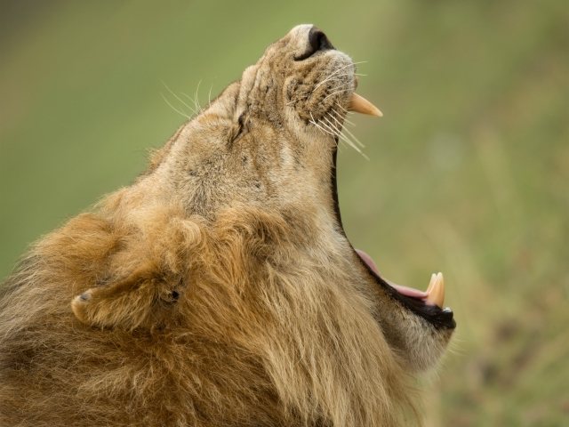 Симха-крийя - зевок льва: техника выполнения, варианты и действие
