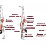 Вертикальные отжимания работающие мышцы